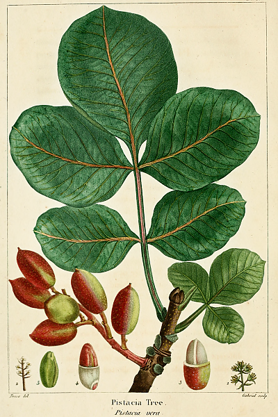 피스타치오나무 - pistacia vera