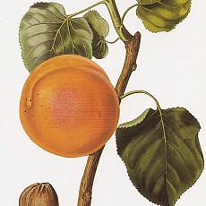 살구나무 - Prunus armeniaca