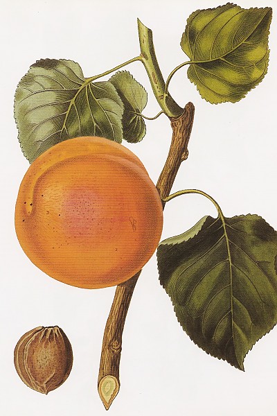 살구나무 - Prunus armeniaca