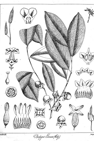 흑단나무 - Diospyros ebenum