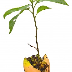 아보카도/아보카도 나무