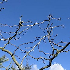 산사나무운용성/산사나무/구불구불한 줄기/뒤틀린/Crataegus monogyna Flexuosa(비매품)
