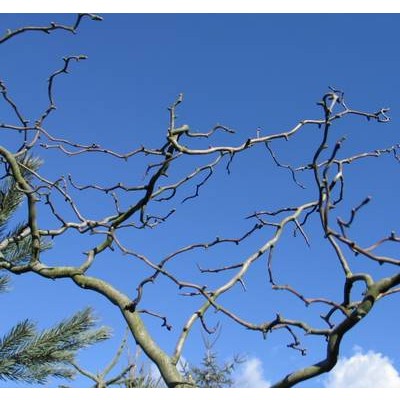 산사나무운용성/산사나무/구불구불한 줄기/뒤틀린/Crataegus monogyna Flexuosa(비매품)