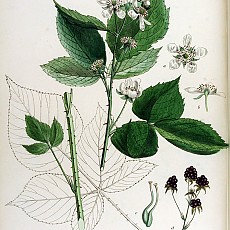 슈퍼블랙베리흑진주나무/슈퍼복분자나무/블랙베리나무/rubus fruticosus/black berry(비매품)