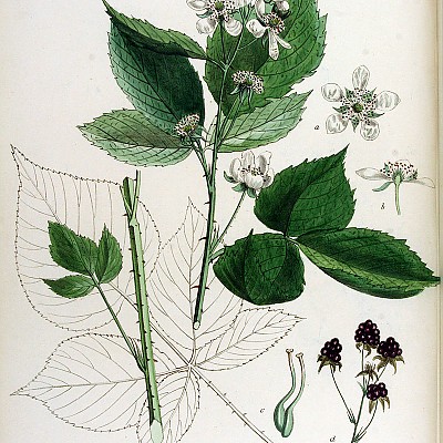 슈퍼블랙베리흑진주나무/슈퍼복분자나무/블랙베리나무/rubus fruticosus/black berry(비매품)