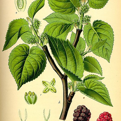 오디나무슈퍼화이트/오디나무/뽕나무/morus alba(비매품)