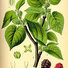 오디나무/뽕나무/morus alba(비매품)